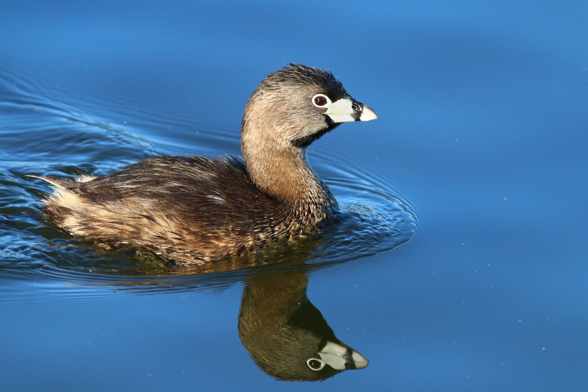 Pied-billed Grebe - Devin Griffiths