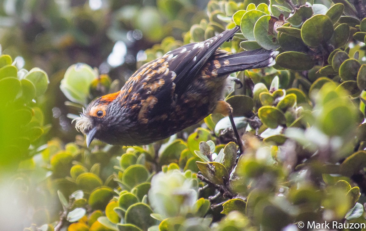 Akohekohe - Mark Rauzon