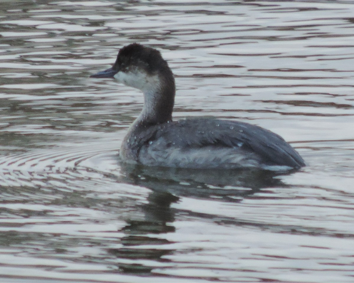 Eared Grebe - ML66332571