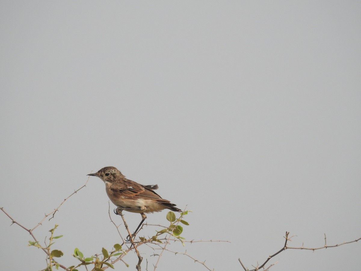 White-browed Bushchat - ML66332611