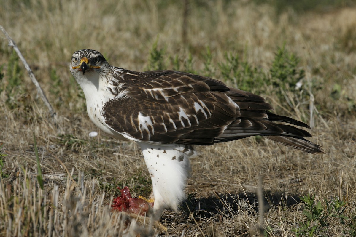 ML66332941 - Ferruginous Hawk - Macaulay Library