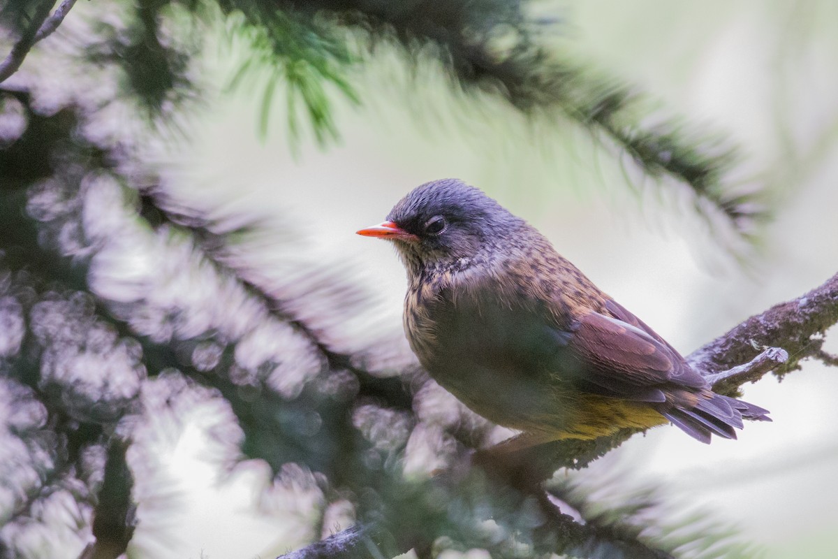 Maroon-backed Accentor - ML66333681