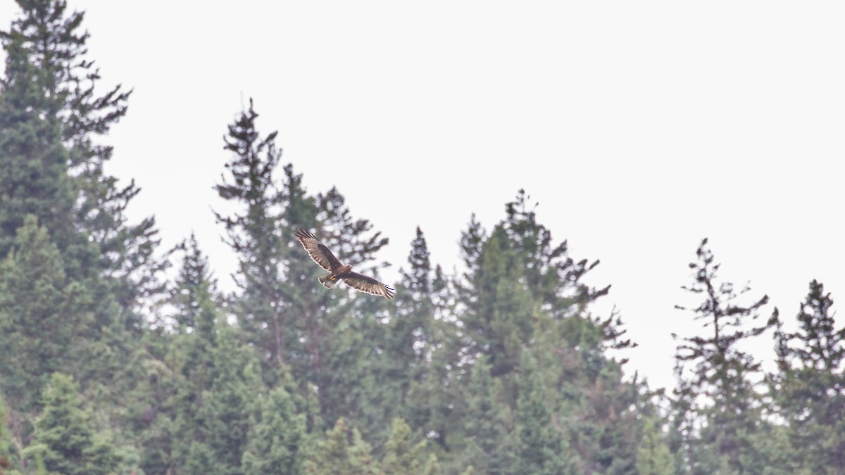 Himalayan Buzzard - ML66333731