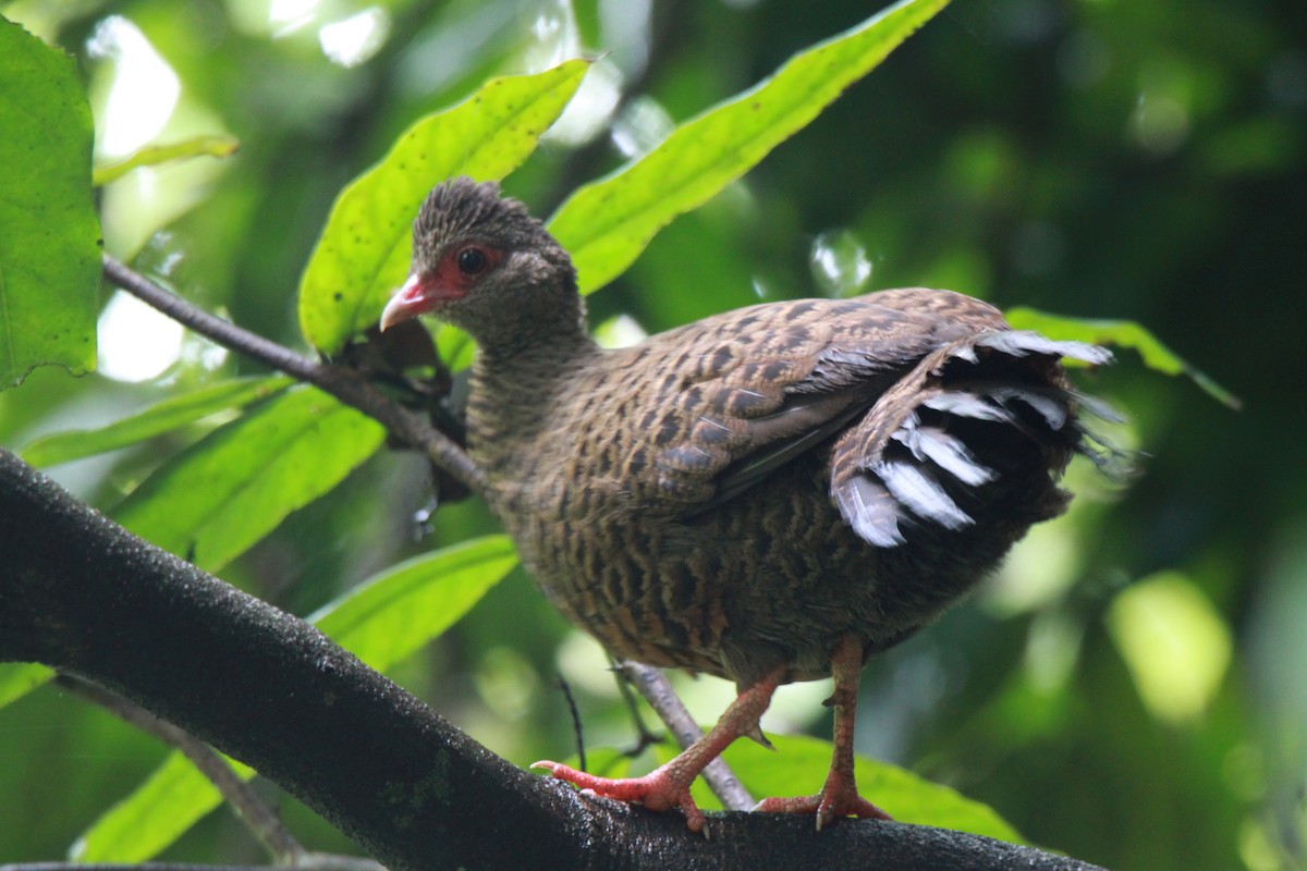 Red Spurfowl - Nisha M