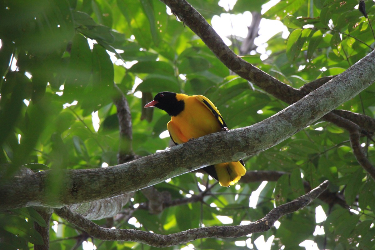 Black-hooded Oriole - Nisha M