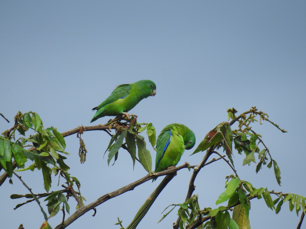 Riparian Parrotlet - Jorge L. Peña
