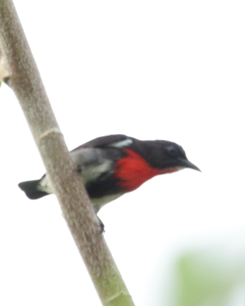 Gray-sided Flowerpecker - ML66334821