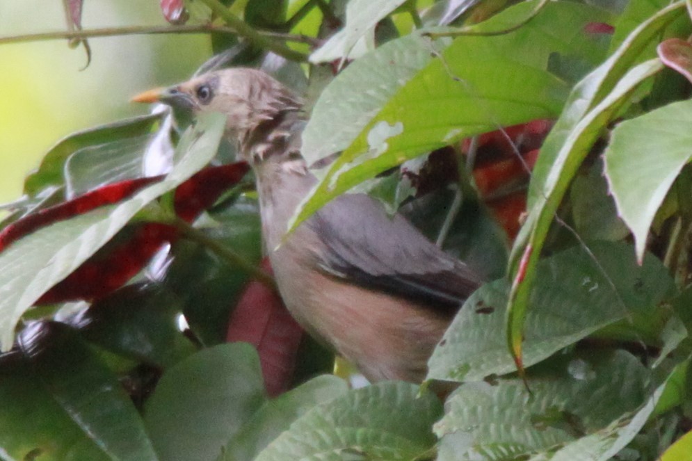 Chestnut-tailed/Malabar Starling - ML66335241