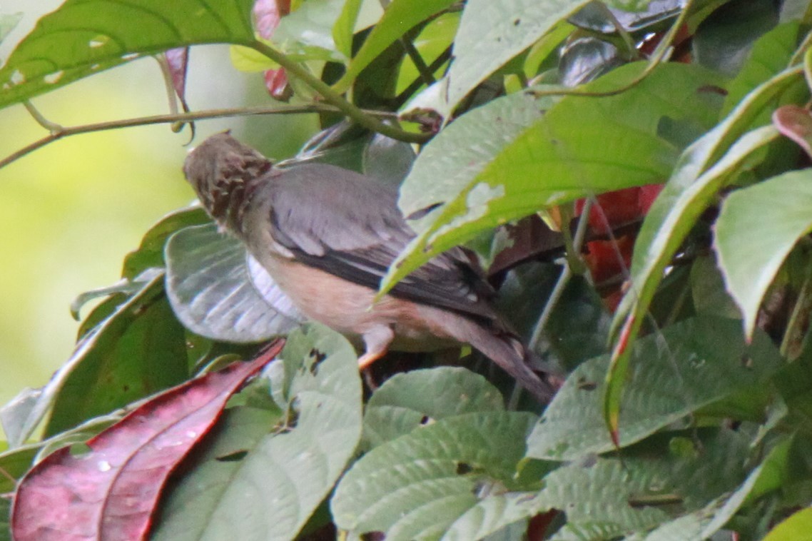 Chestnut-tailed/Malabar Starling - ML66335261