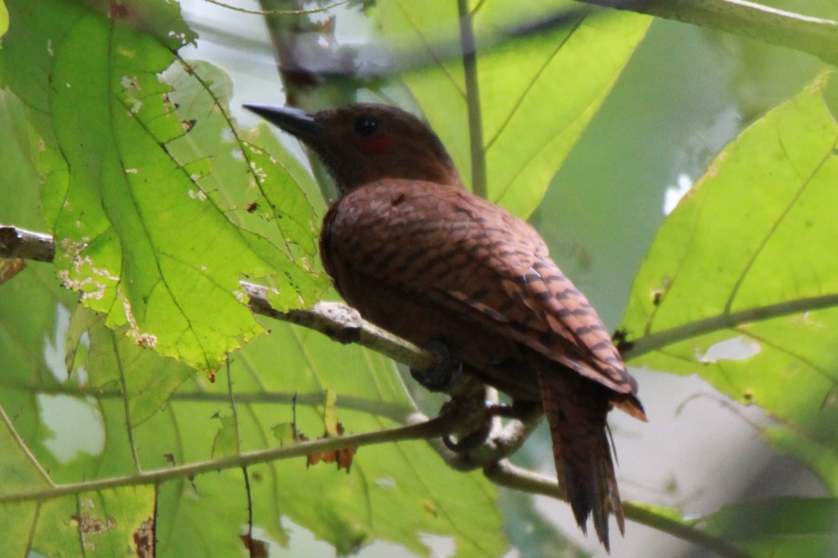 Rufous Woodpecker - ML66335621