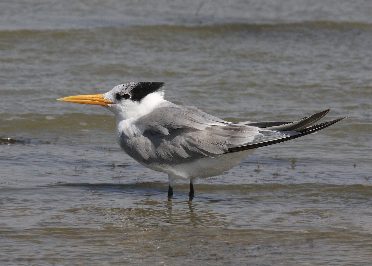 Lesser Crested Tern - ML66335721