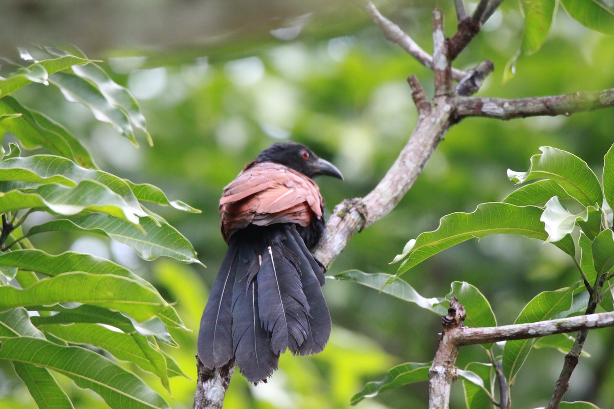 Greater Coucal - ML66335751