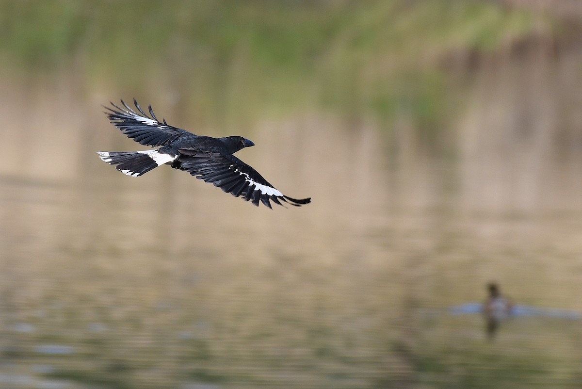 Pied Currawong - Terence Alexander