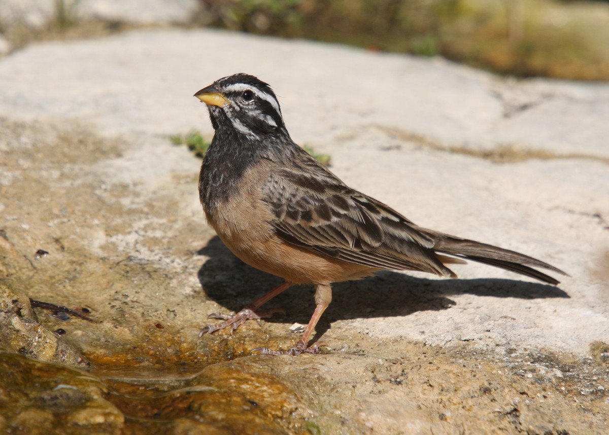 Cinnamon-breasted Bunting - ML66336111