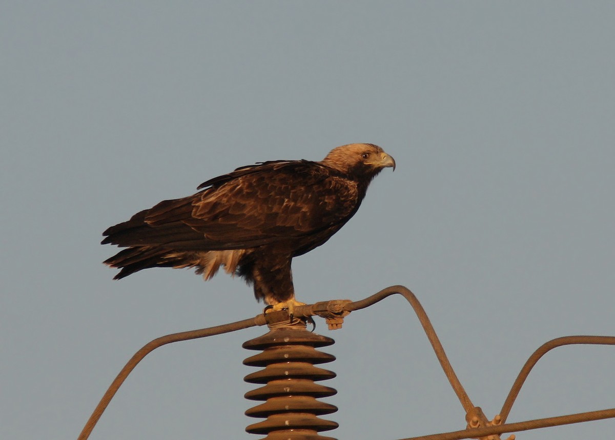 Águila Imperial Oriental - ML66336371