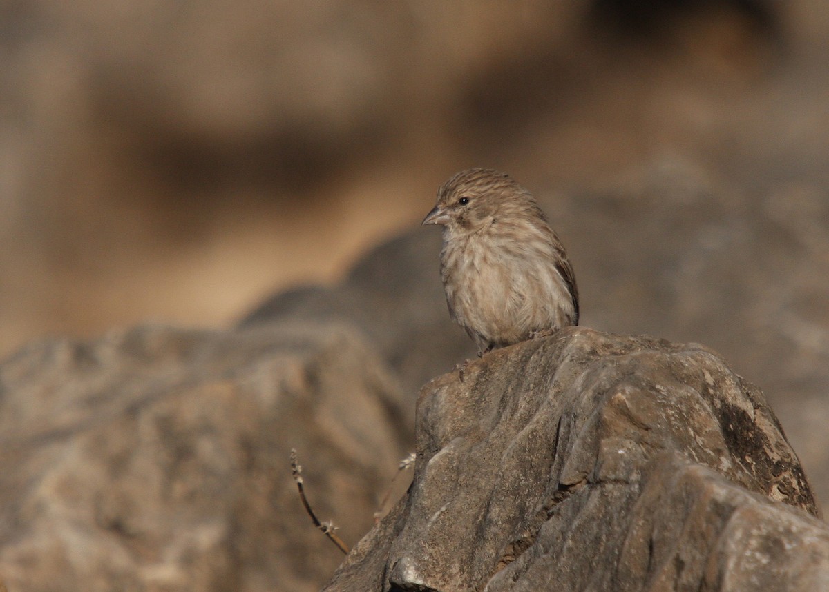 Yemen Serin - Christoph Moning