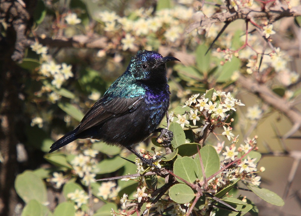 Palestine Sunbird (Palestine) - ML66336481