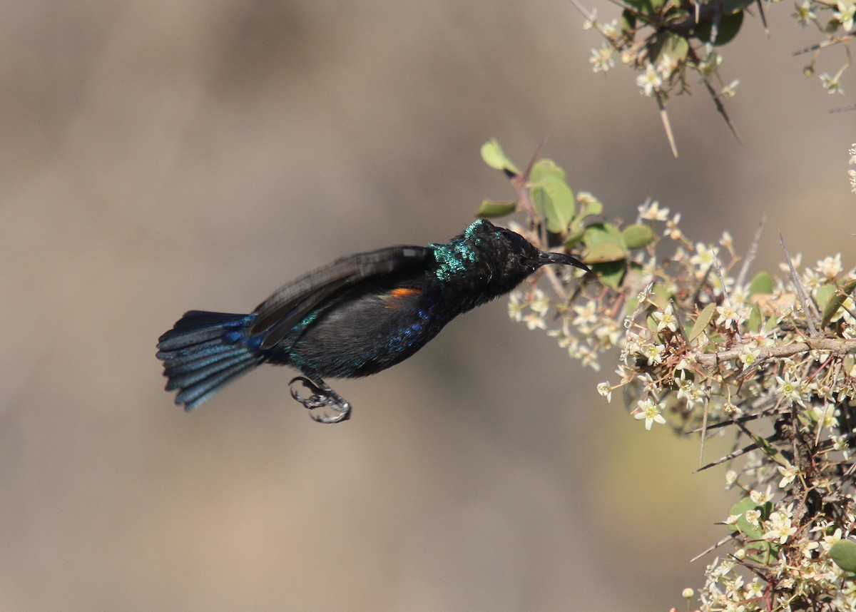 Palestine Sunbird (Palestine) - ML66336491