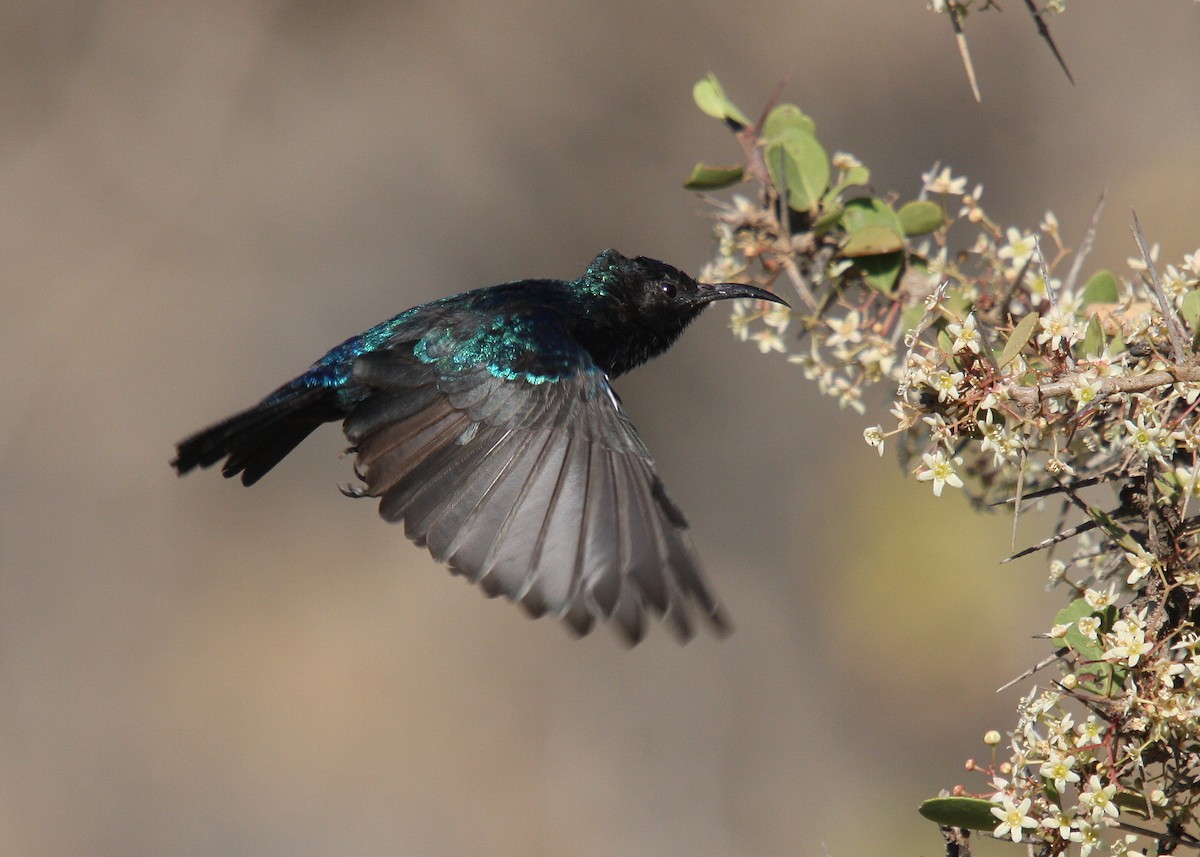 Palestine Sunbird (Palestine) - ML66336501