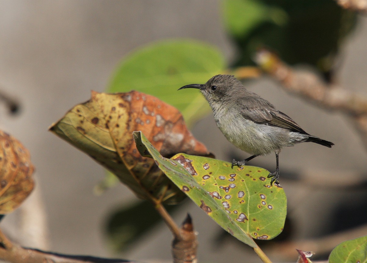 Palestine Sunbird (Palestine) - ML66336511