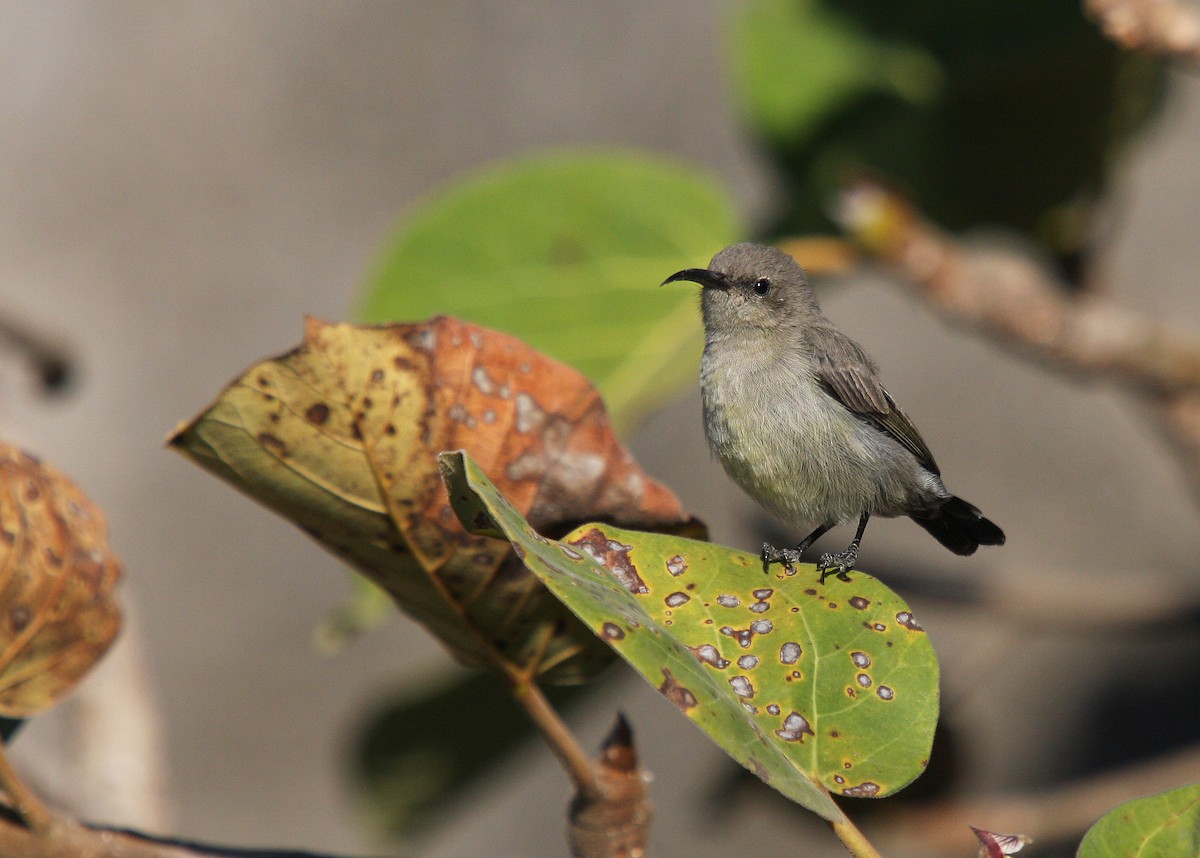 Palestine Sunbird (Palestine) - ML66336521