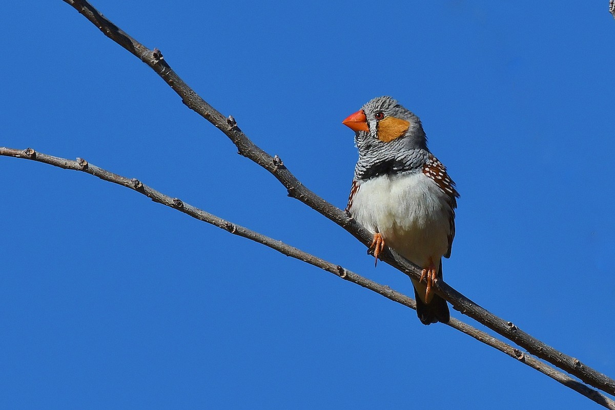 Zebra Finch - ML66336581