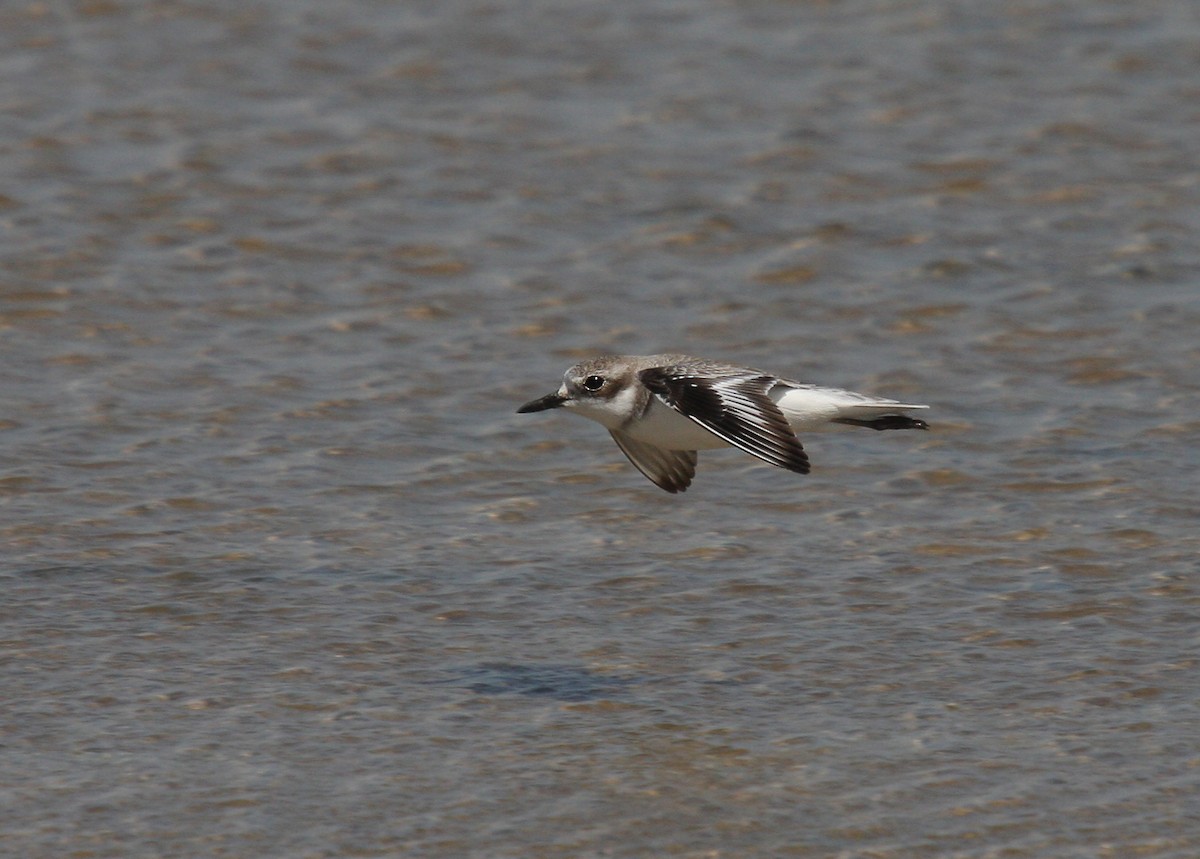 Greater Sand-Plover - ML66336671