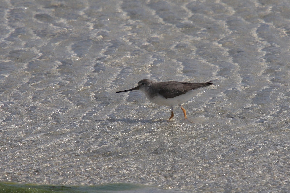 Terek Sandpiper - ML66336701