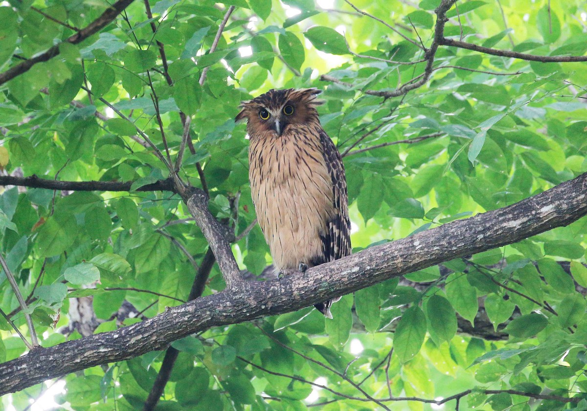 Buffy Fish-Owl - Neoh Hor Kee