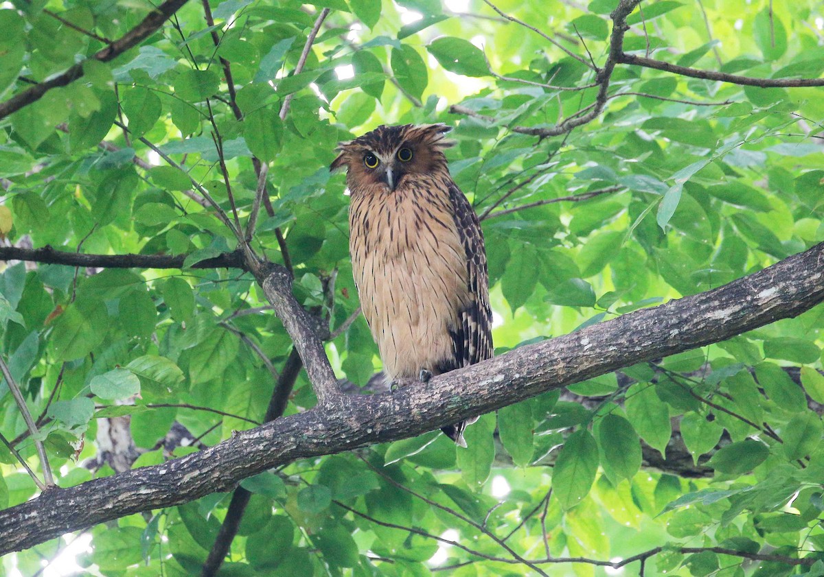 Buffy Fish-Owl - ML66337141