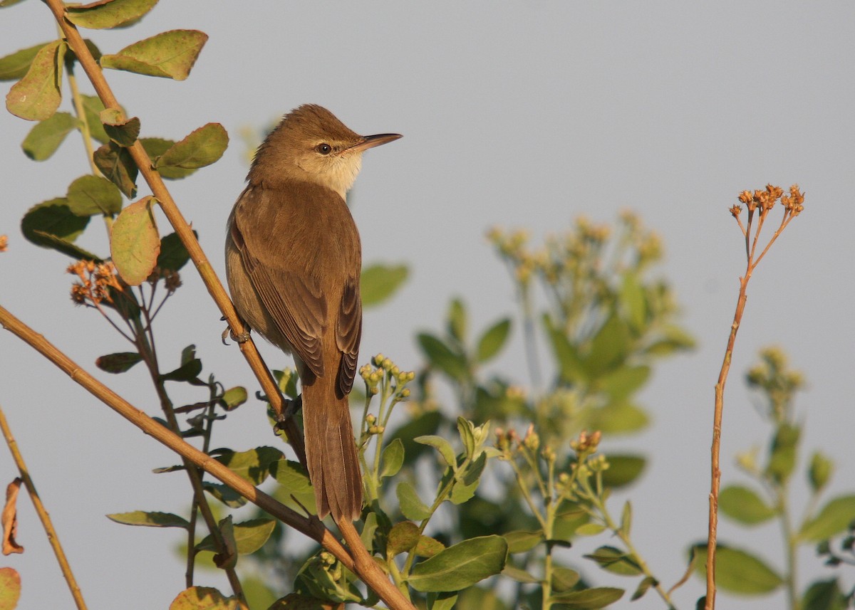 Clamorous Reed Warbler (Brown) - Christoph Moning