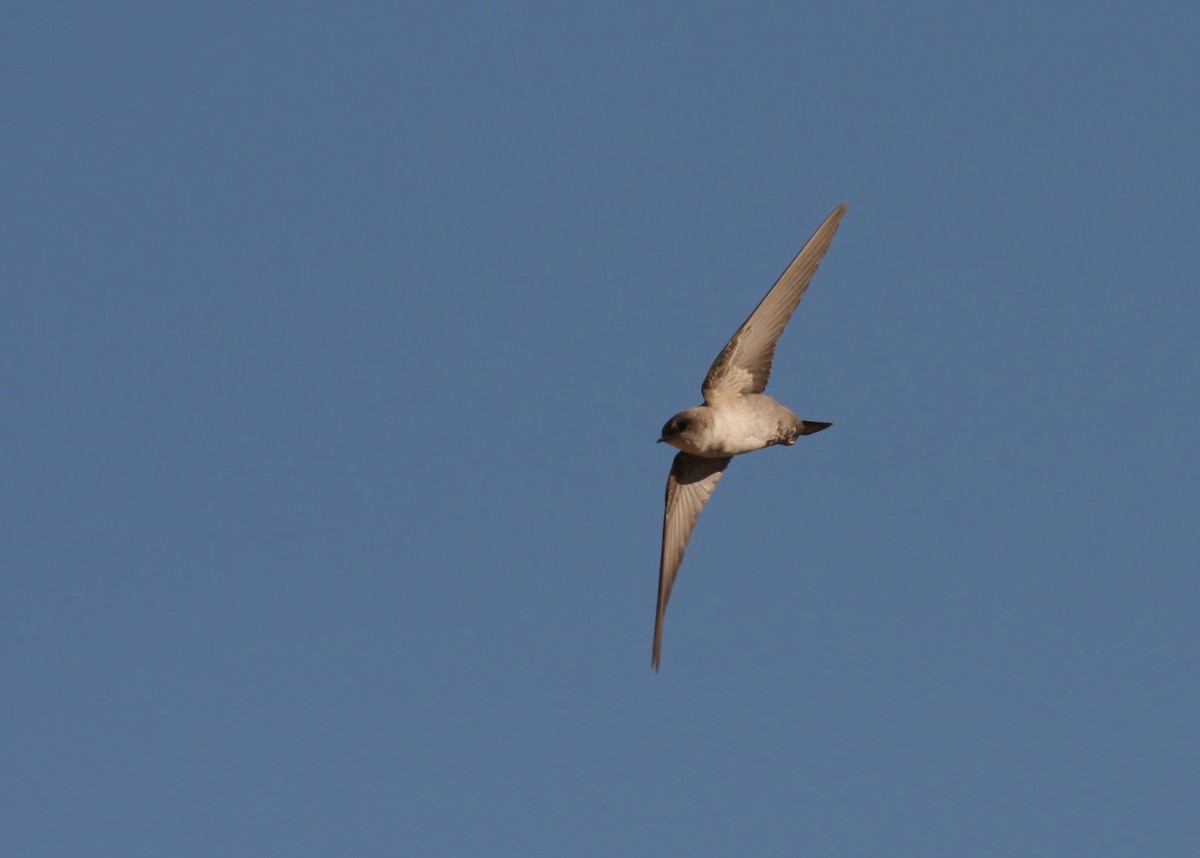 Rock Martin (Pale Crag-Martin) - ML66338341