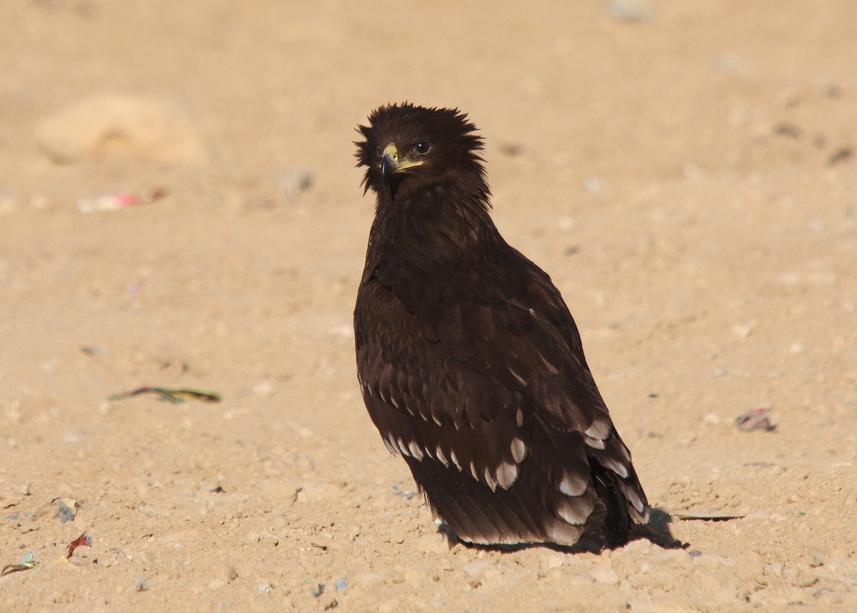 Greater Spotted Eagle - ML66338381