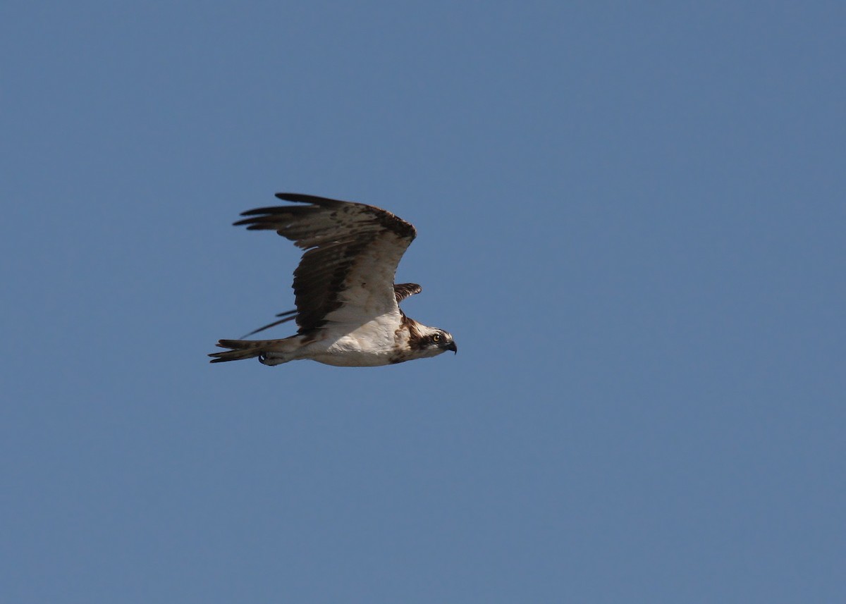 Águila Pescadora (haliaetus) - ML66338411