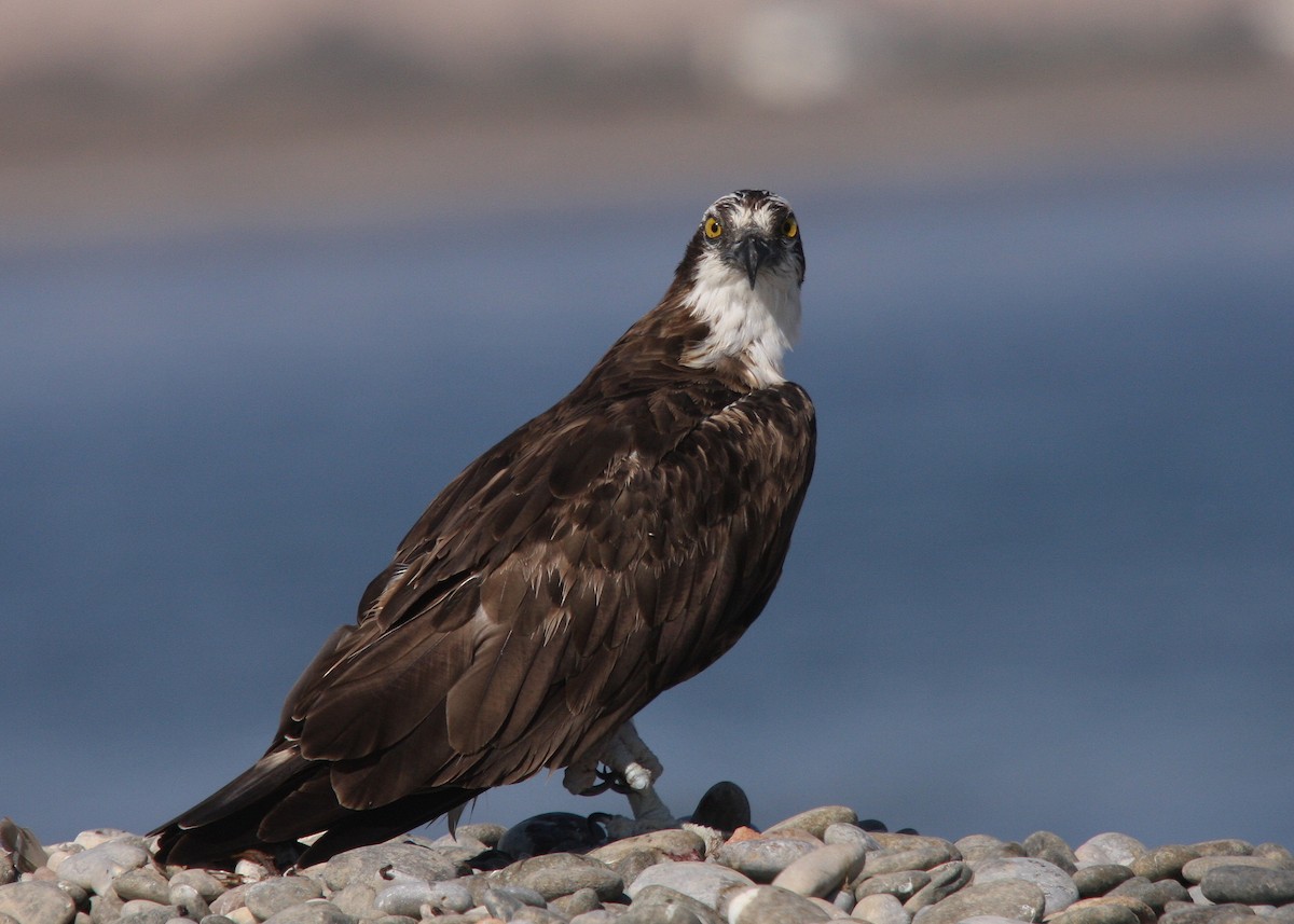 Águila Pescadora (haliaetus) - ML66338431