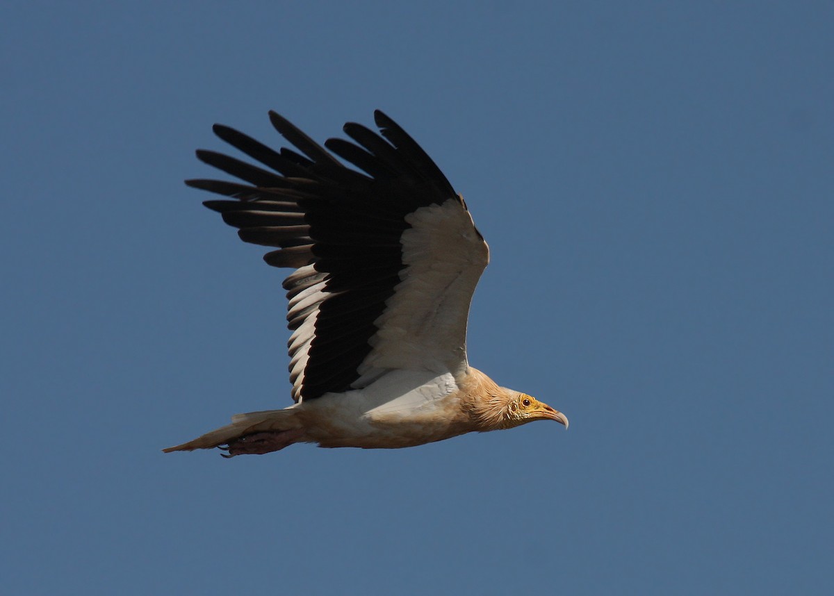 Egyptian Vulture - ML66338451