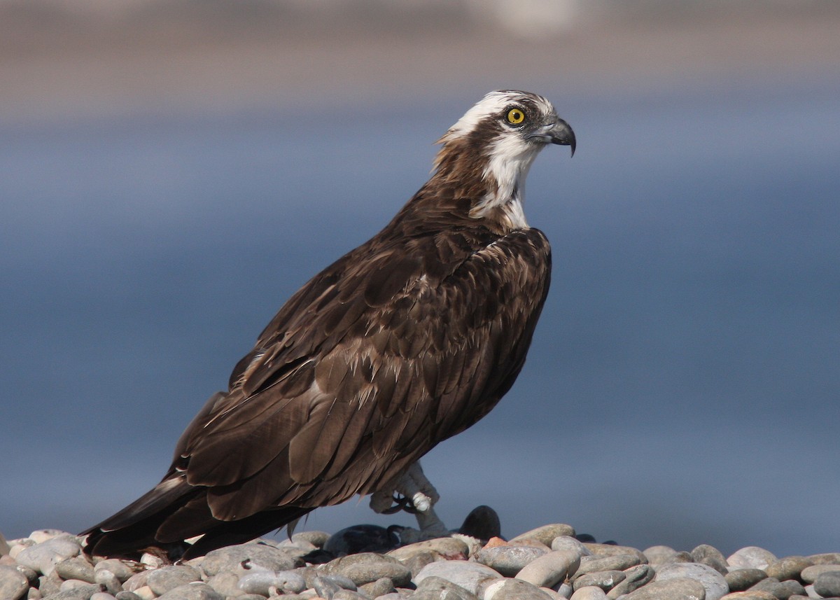 Águila Pescadora (haliaetus) - ML66338461