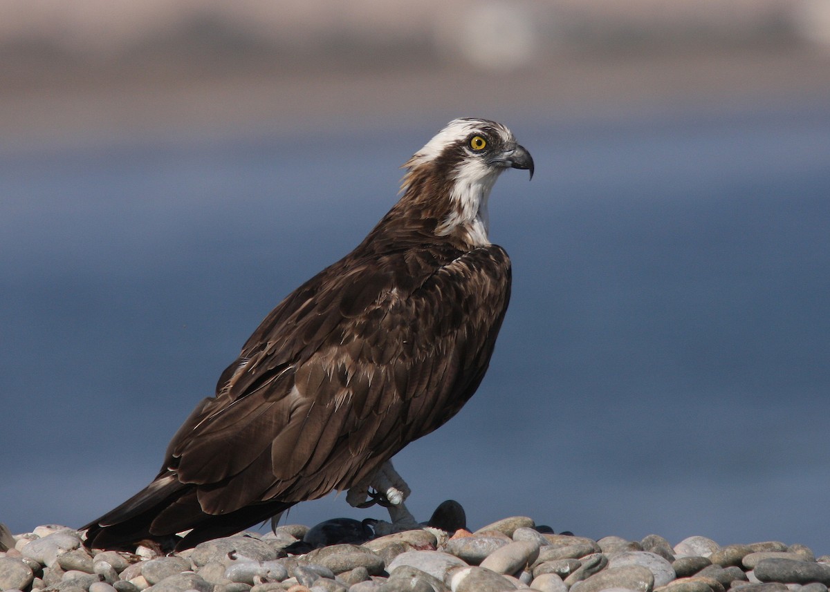 Osprey (Eurasian) - Christoph Moning