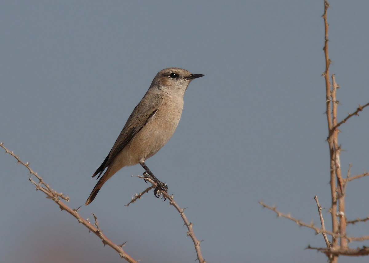 Persian Wheatear - ML66338491