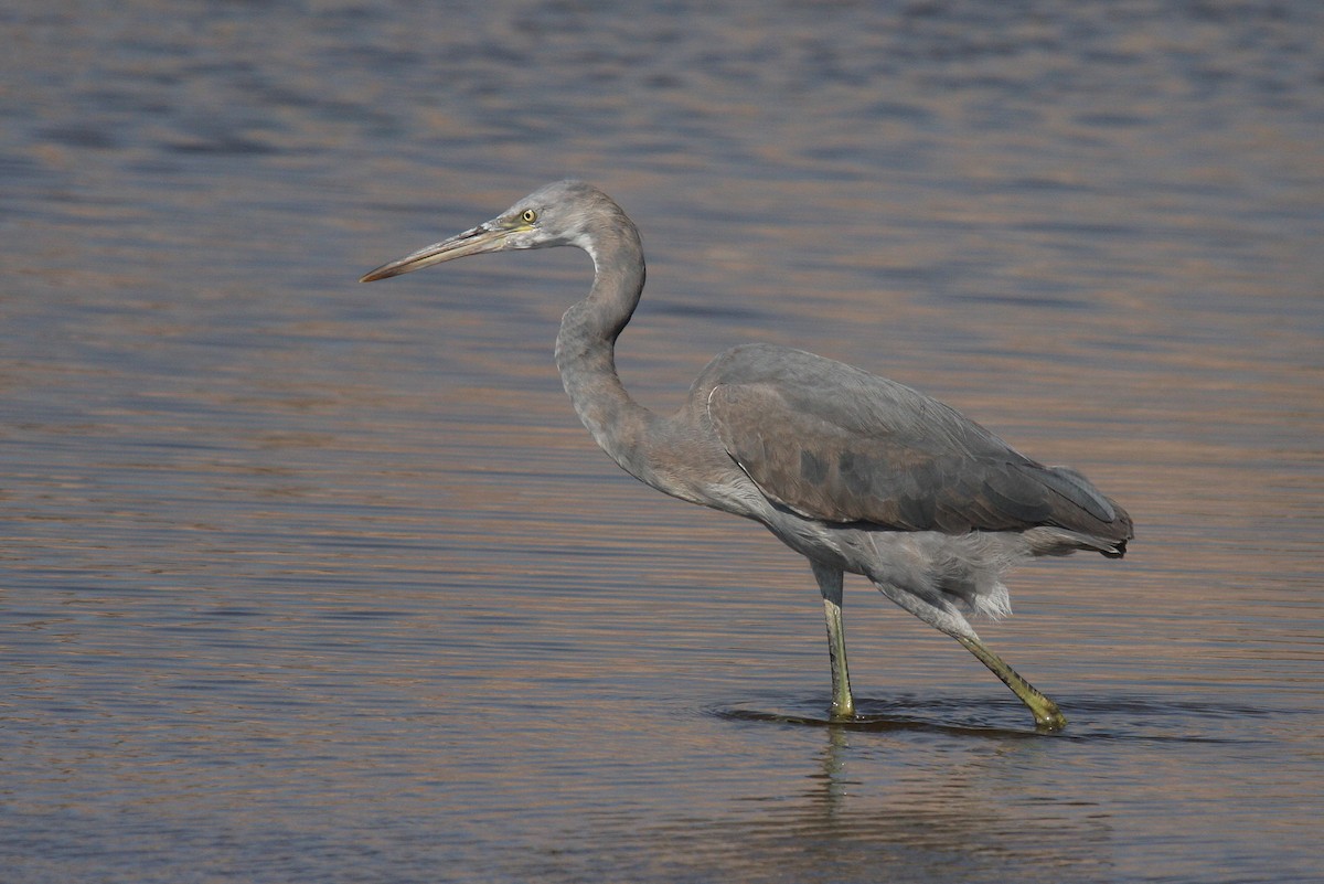 Western Reef-Heron (Eastern) - ML66338531