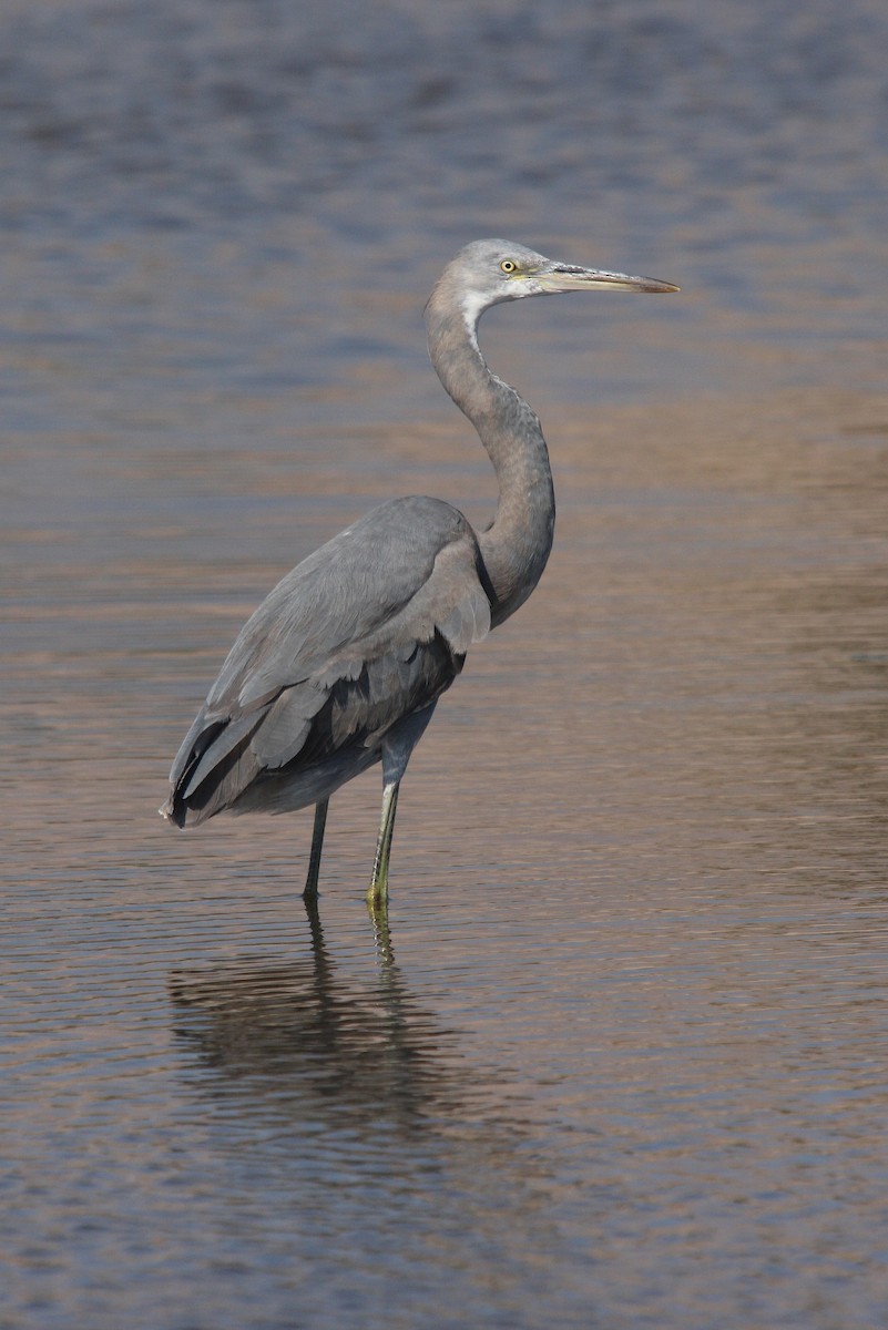 Western Reef-Heron (Eastern) - ML66338551