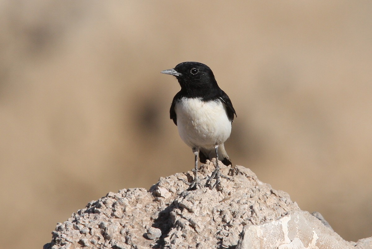 Hume's Wheatear - Christoph Moning