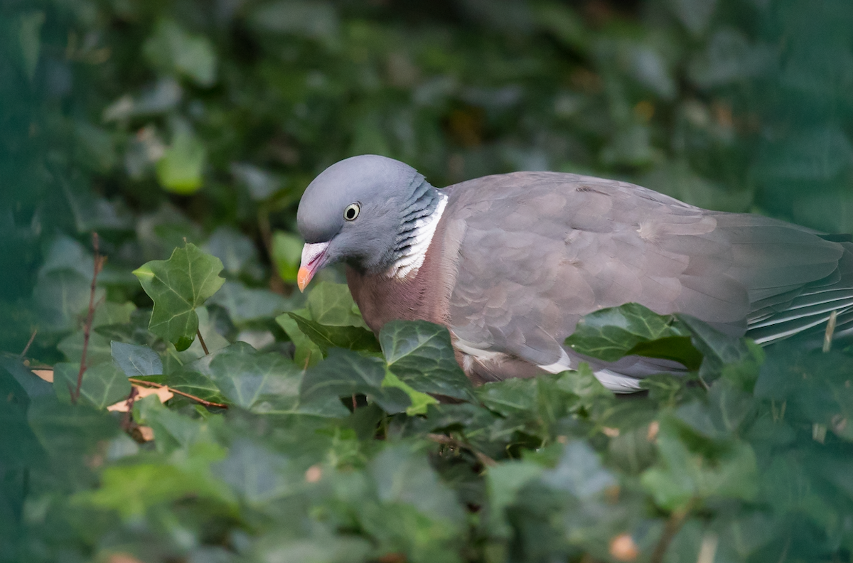 Common Wood-Pigeon - ML66339011