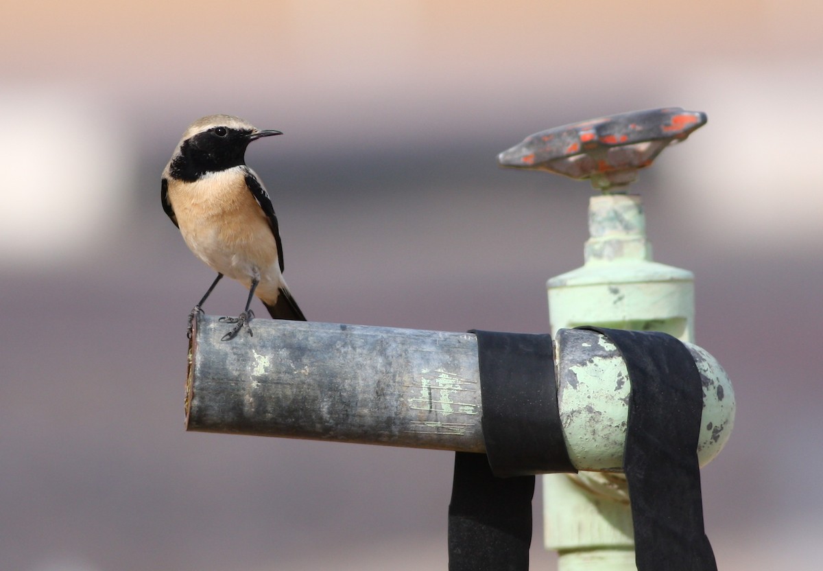 Desert Wheatear - ML66339501