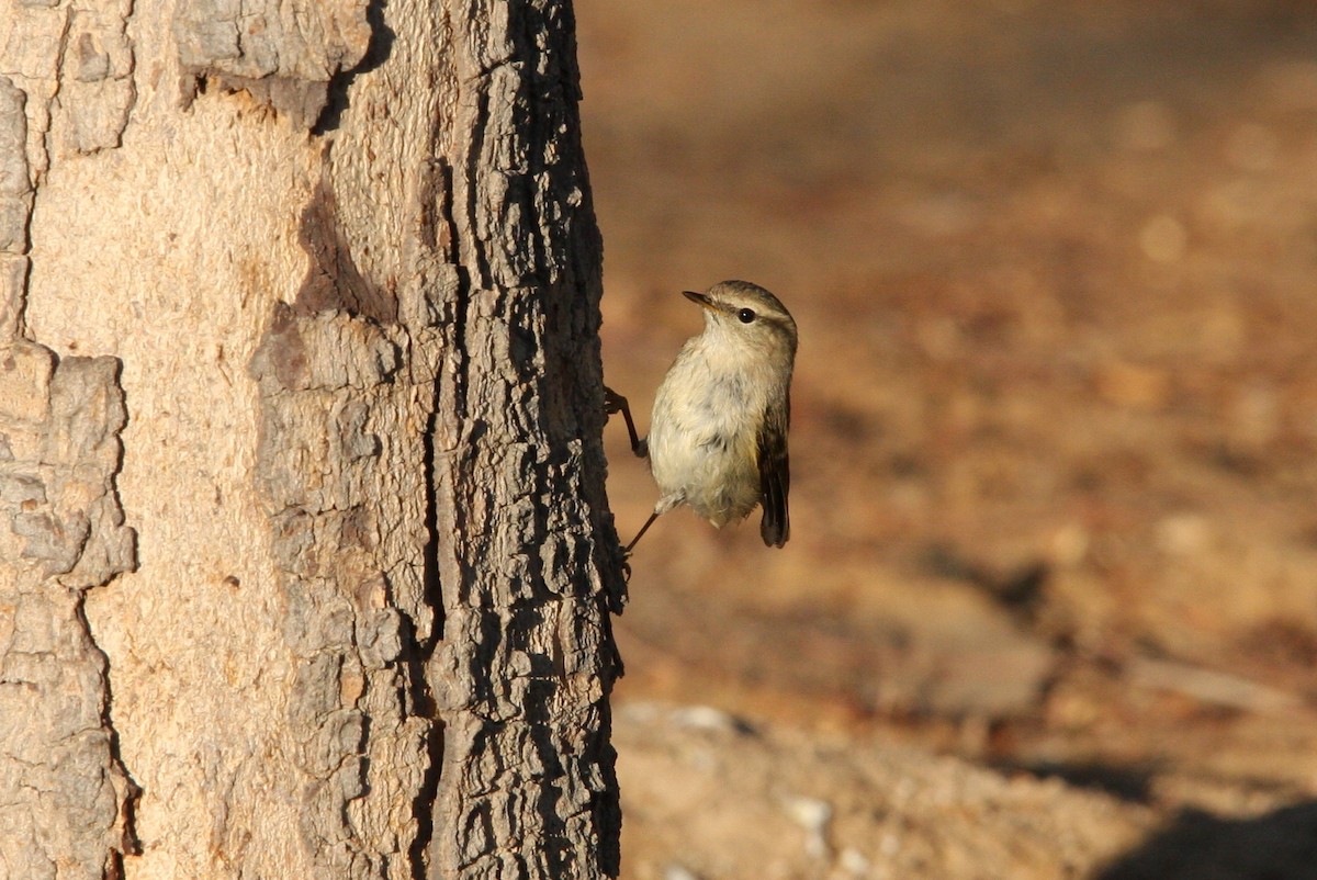 Hume's Warbler - ML66339601