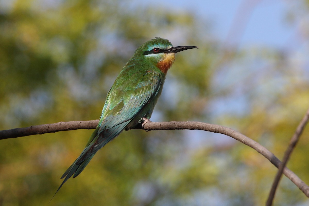 Blue-cheeked Bee-eater - Christoph Moning
