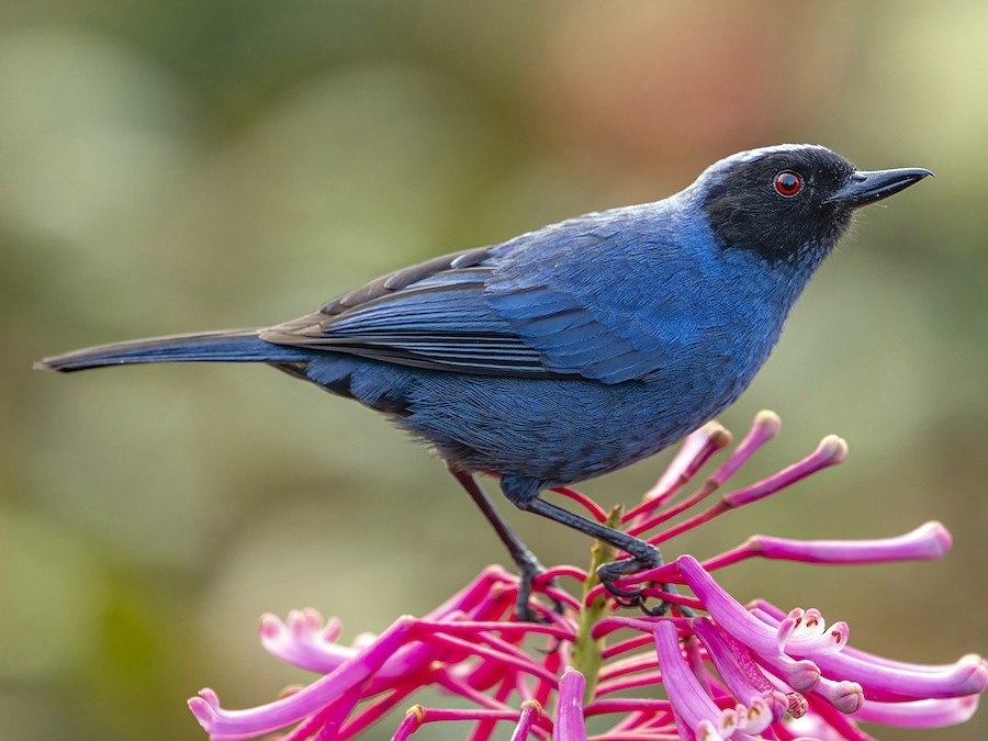 Whistling Masked Flowerpiercer - eBird