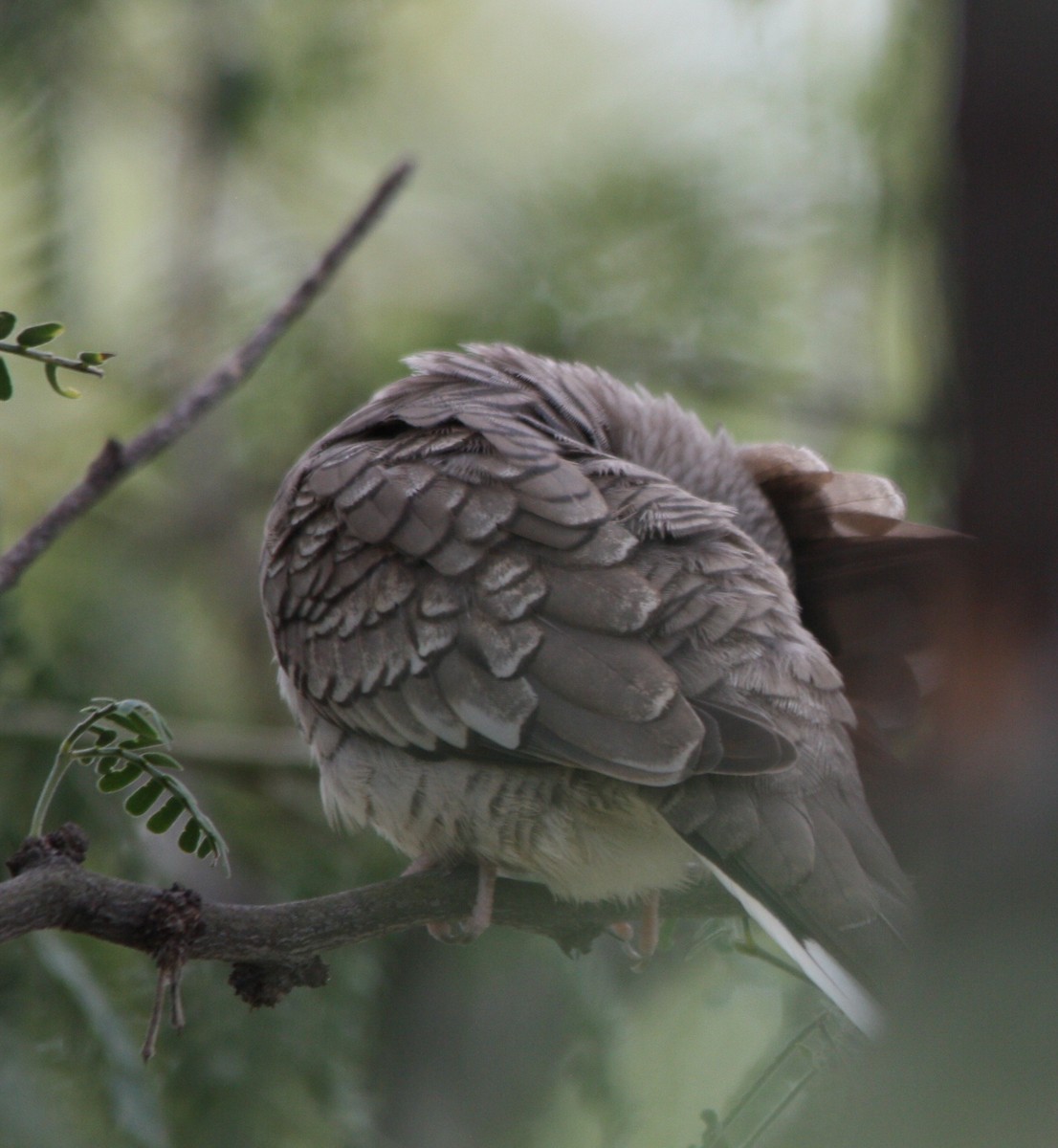 Inca Dove - Marc Hanneman