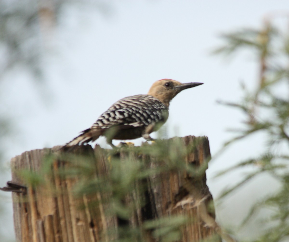 Gila Woodpecker - ML66339911