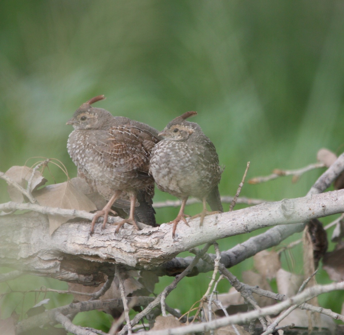 Gambel's Quail - ML66339921